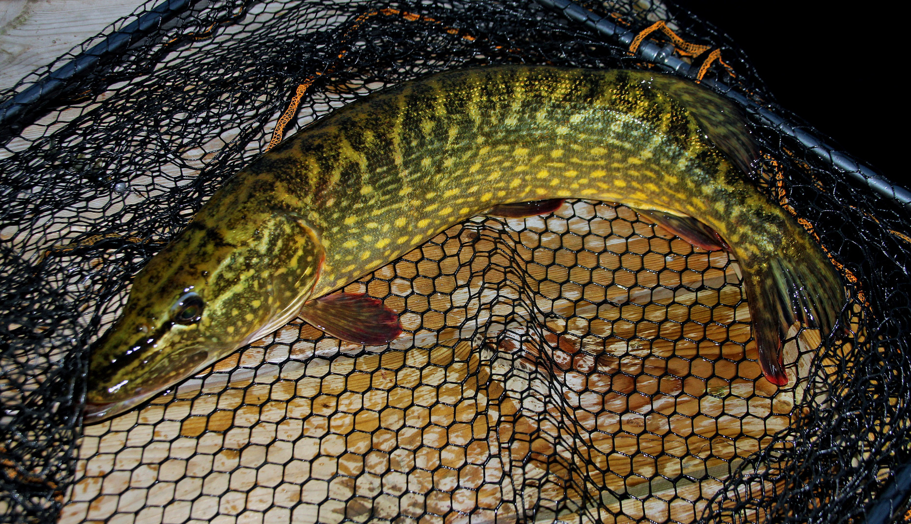 esox lucius