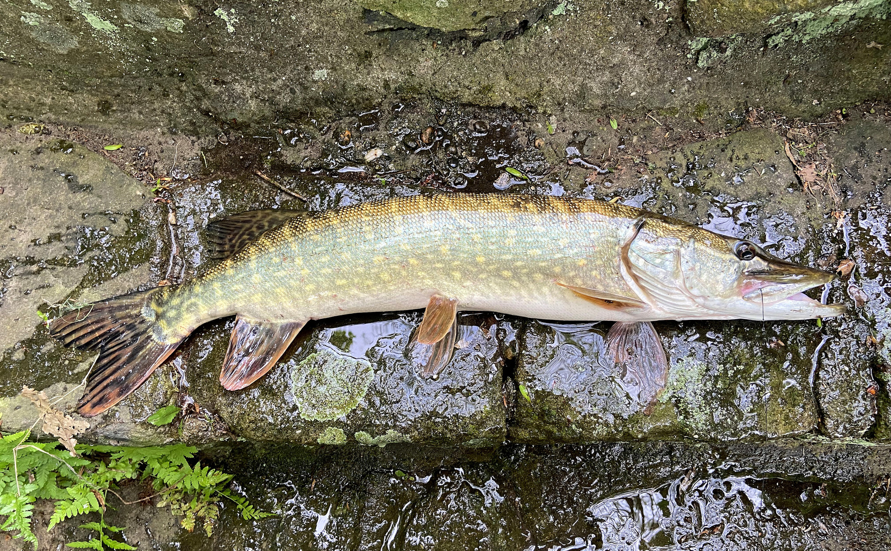 Esox lucius