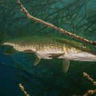 Esox lucius 