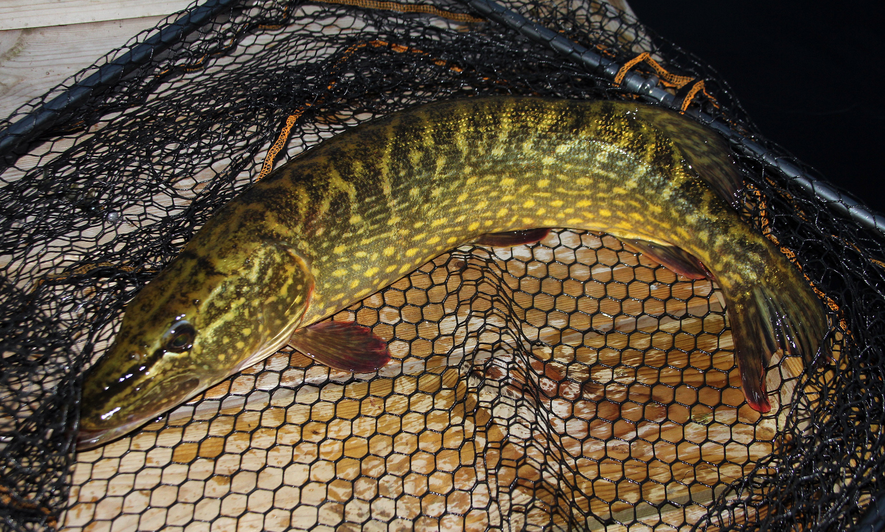 Esox lucius