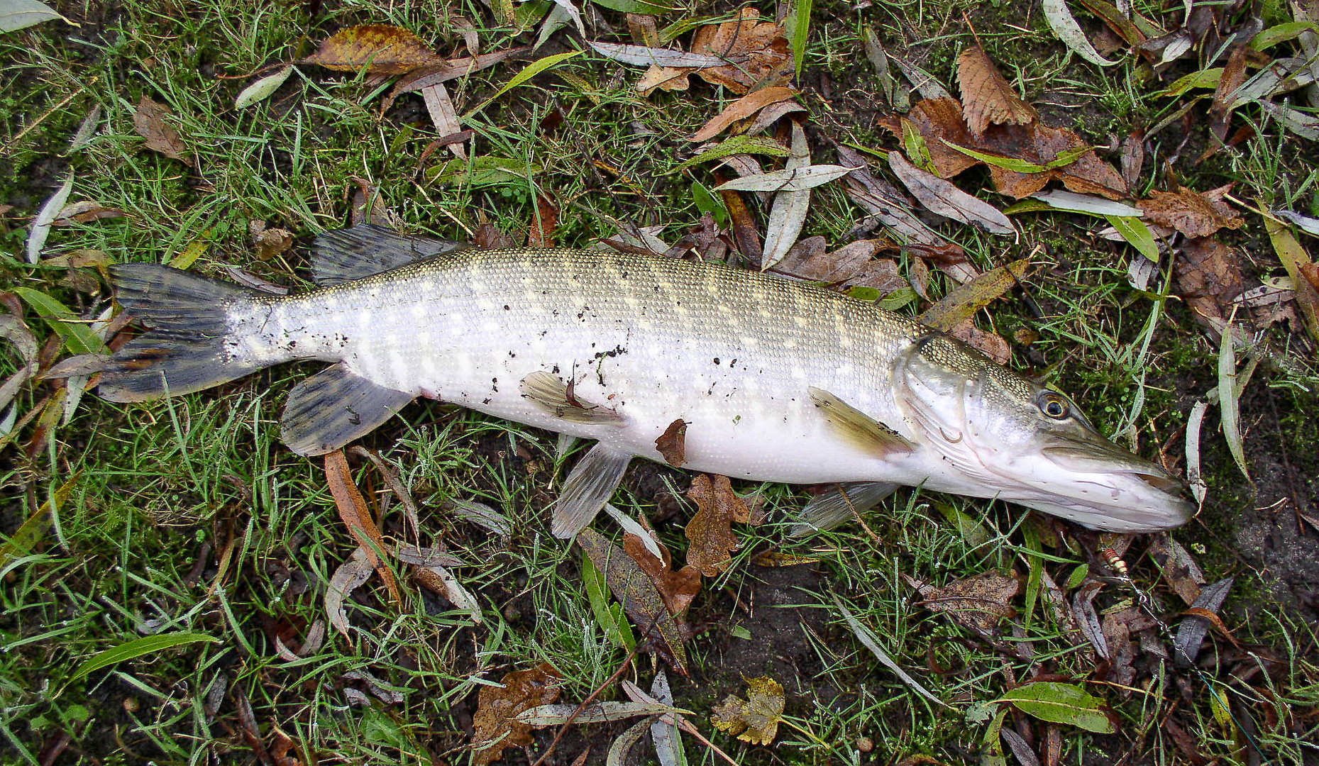 esox lucius