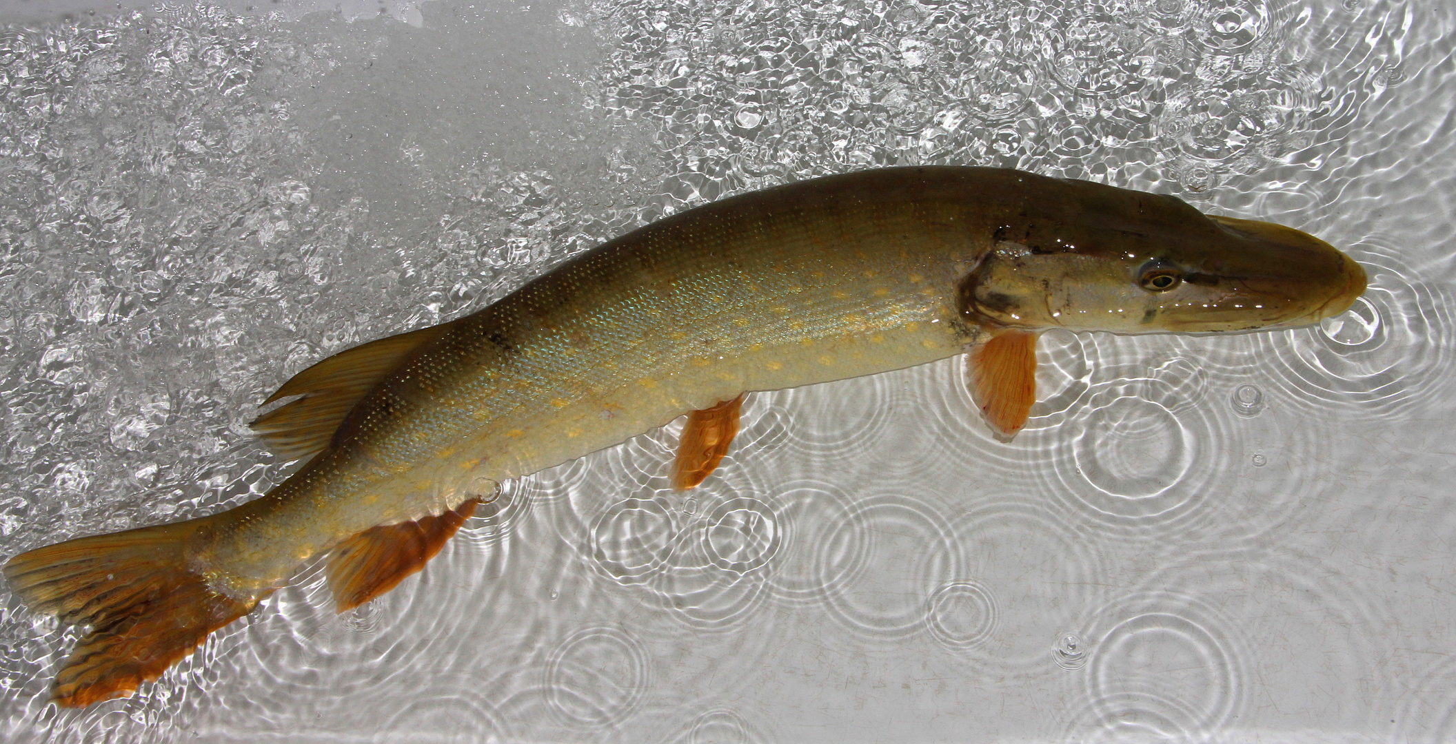 Esox lucius