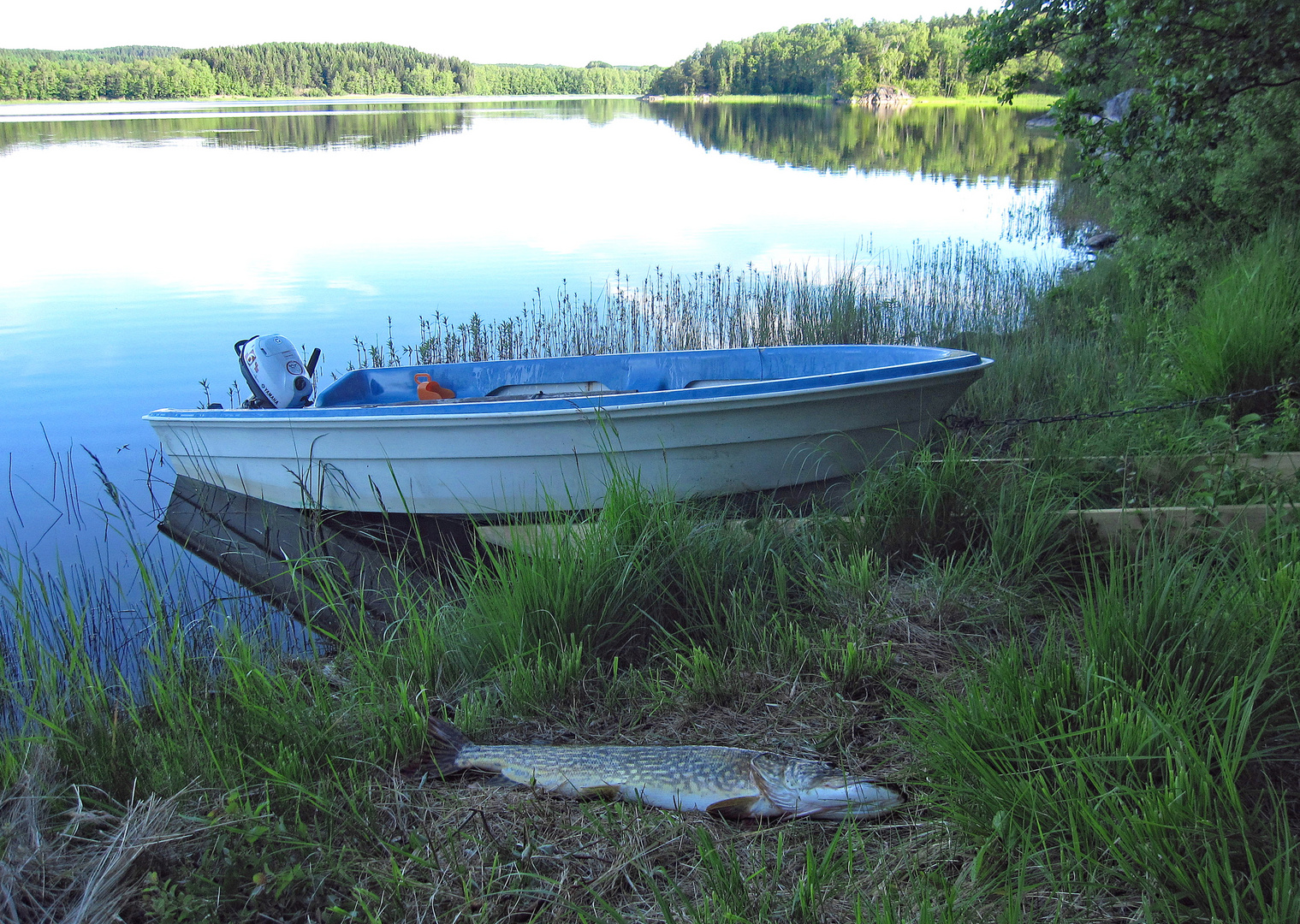 Esox lucius, Dalsland Schweden