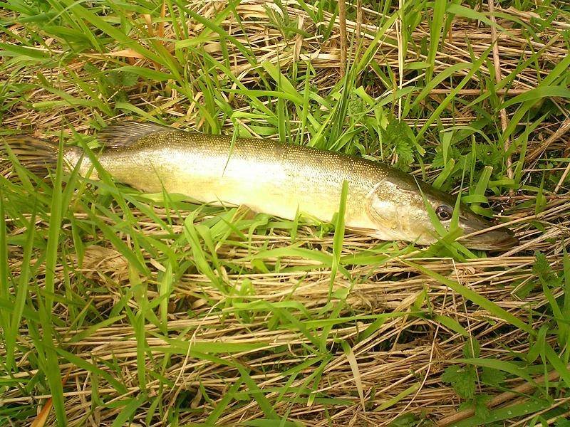 Esox Lucius