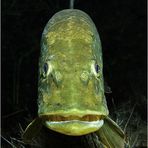 Esox lucius