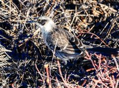 Espanola Mockingbird, Galapagos      _DSC9494-2