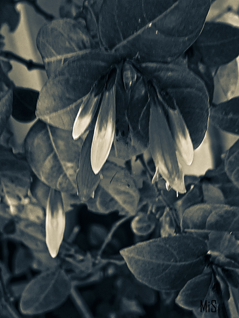 Españolita en blanco y negro