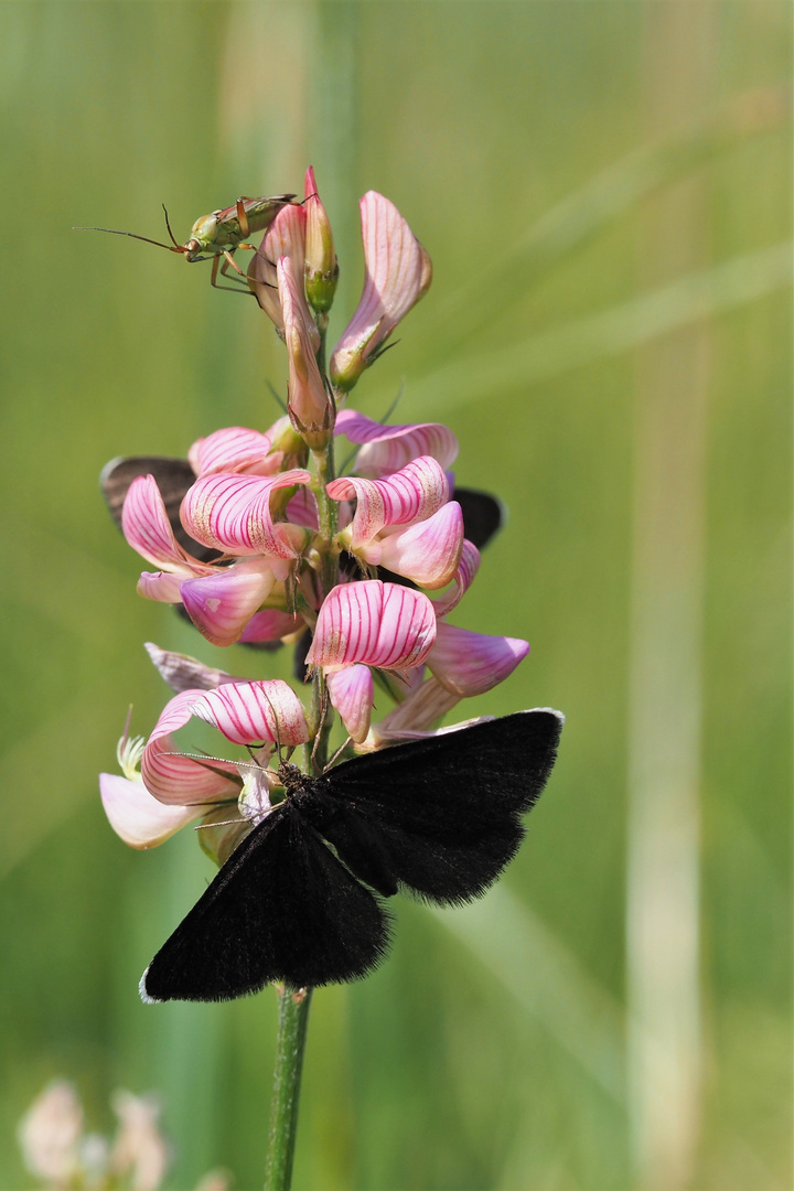 Esparsette mit Wanze und Schwarzspanner