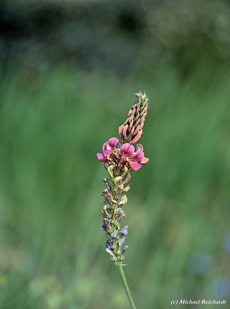 Esparsette (Onobrychis)