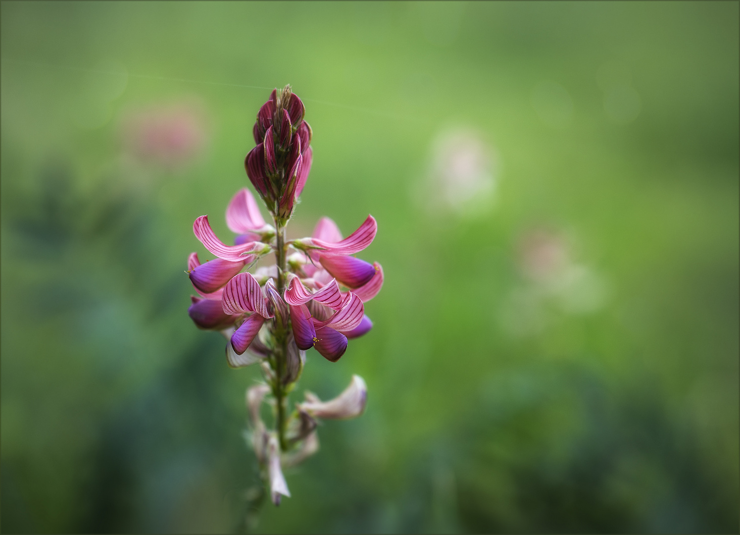 Esparsette (Onobrychis viciifolia) auf einer Herbstwiese