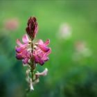 Esparsette (Onobrychis viciifolia) auf einer Herbstwiese