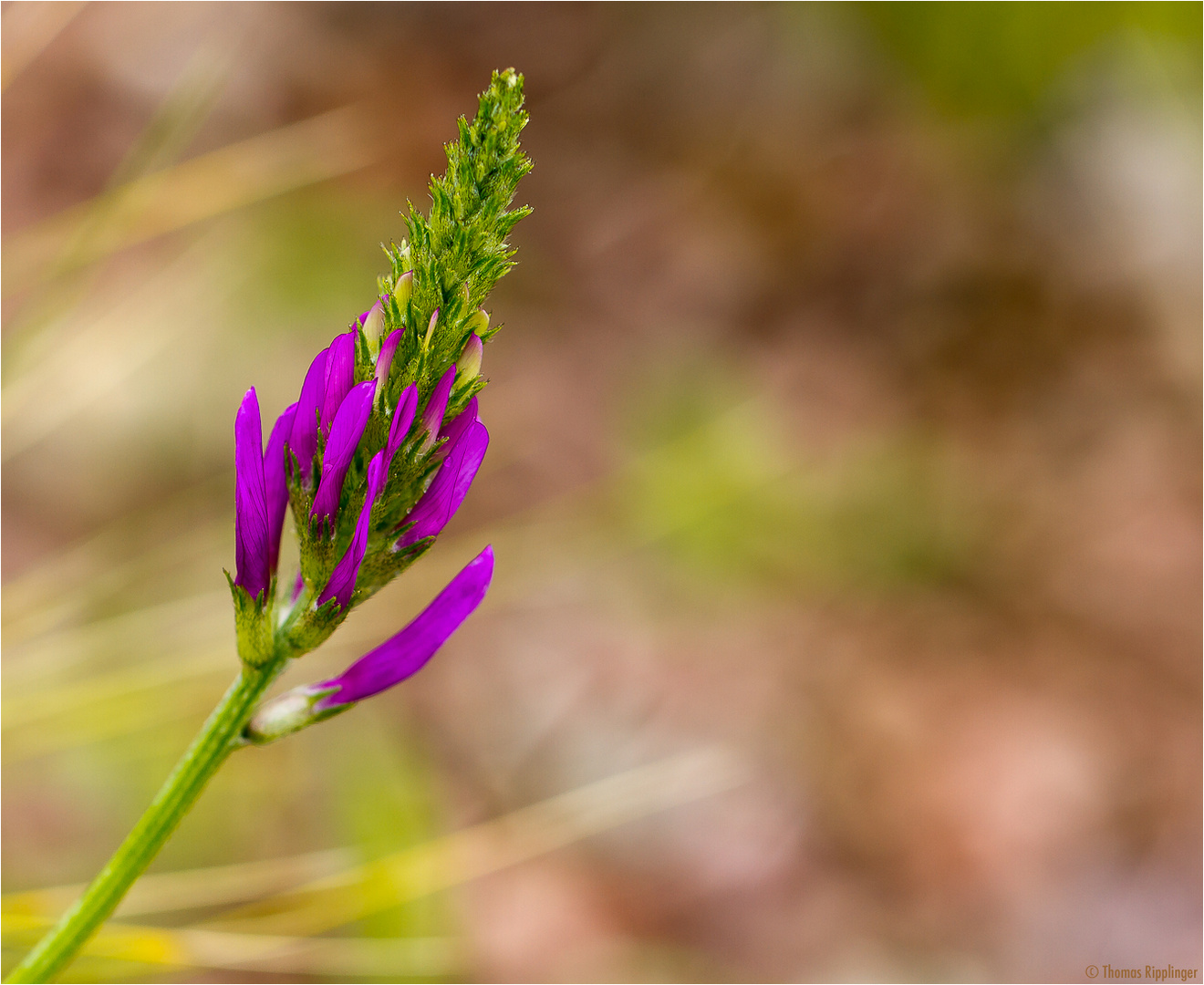 Esparsetten-Tragant (Astragalus onobrychis) D