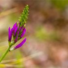 Esparsetten-Tragant (Astragalus onobrychis) D