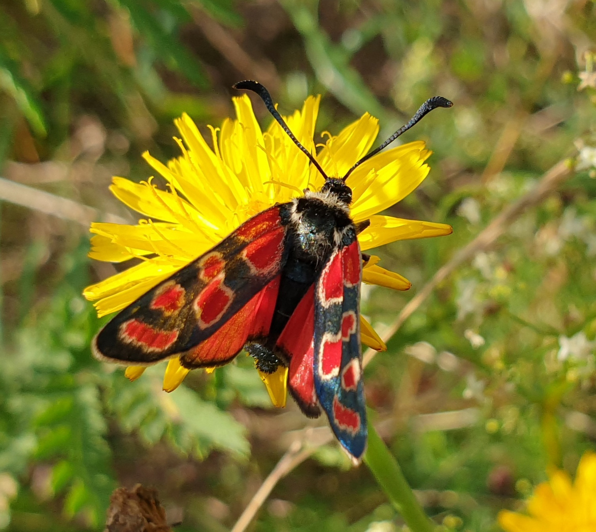 Esparsetten Widderchen 