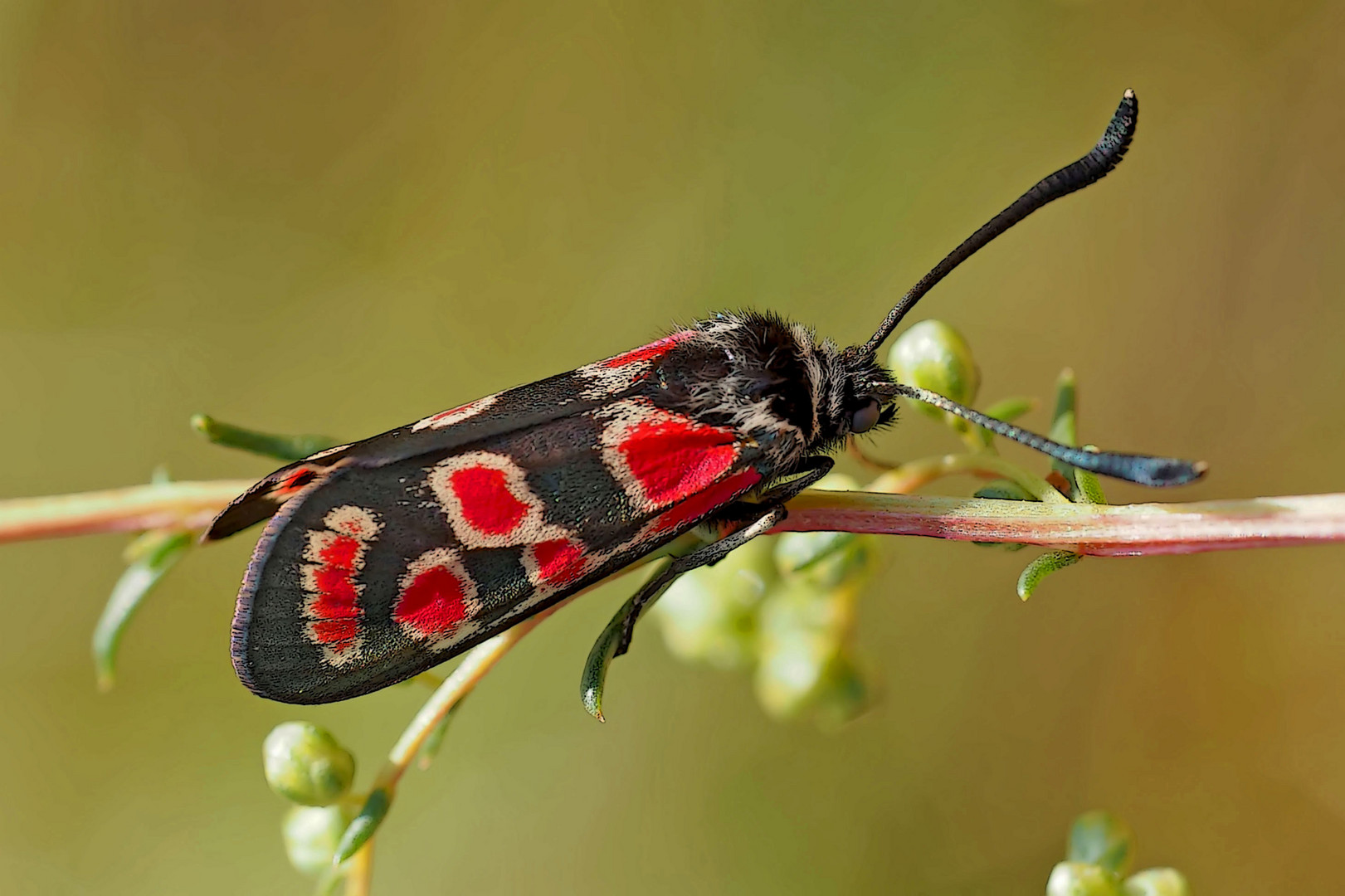 Esparsetten-Widderchen, Krainer Widderchen (Zygaena carniolica)