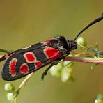 Esparsetten-Widderchen, Krainer Widderchen (Zygaena carniolica)