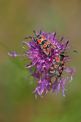 Esparsetten – Widderchen: Nektarschlürfen in der Mittagssonne