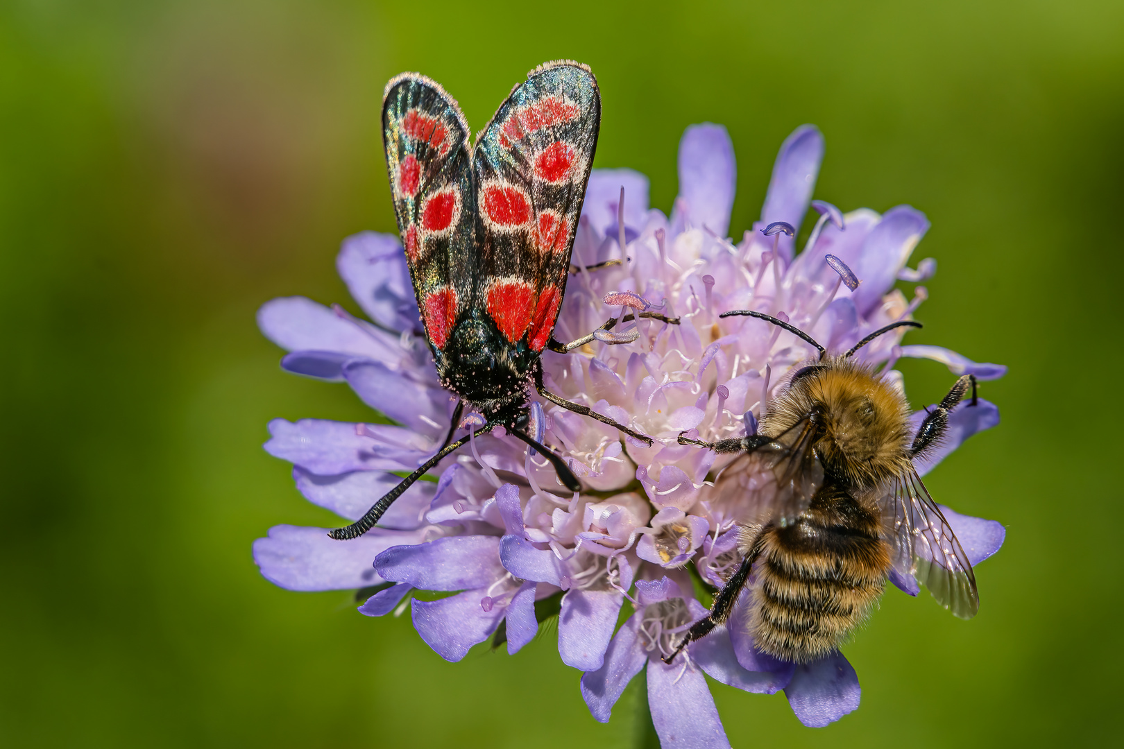 Esparsetten-Widderchen und Wildbiene