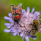 Esparsetten-Widderchen und Wildbiene