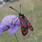 Esparsetten-Widderchen (Zygaena carniolica)