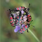 Esparsetten-Widderchen (Zygaena carniolica).