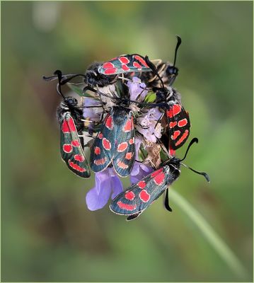 Esparsetten-Widderchen (Zygaena carniolica).