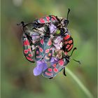 Esparsetten-Widderchen (Zygaena carniolica).