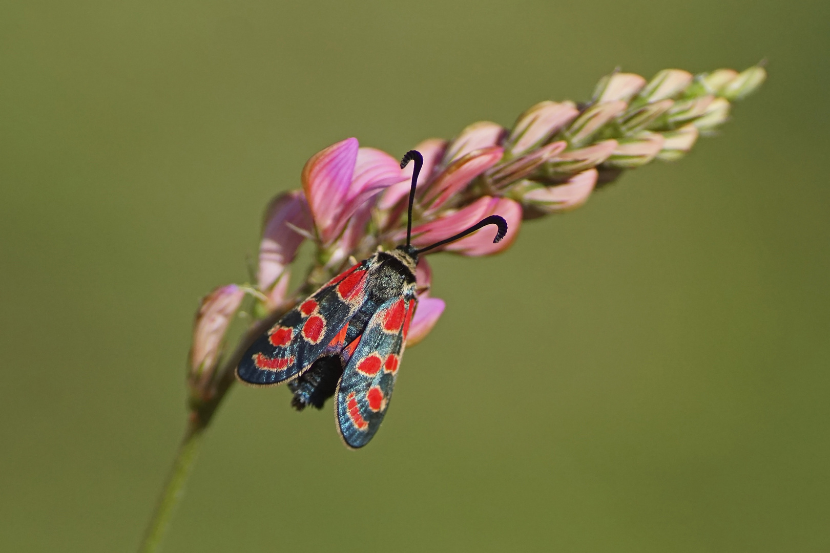 Esparsetten-Widderchen (Zygaena carniolica)