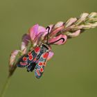 Esparsetten-Widderchen (Zygaena carniolica)