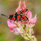 Esparsetten-Widderchen (Zygaena carniolica)