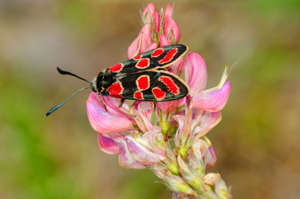 Esparsetten-Widderchen (Zygaena carniolica)