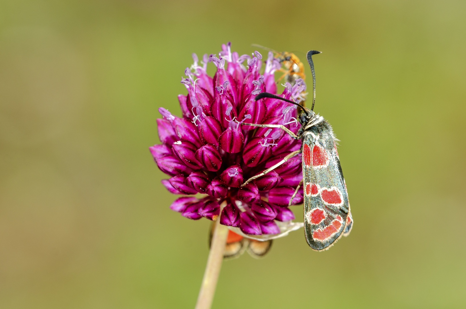 Esparsetten-Widderchen (Zygaena carniolica)