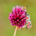 Esparsetten-Widderchen (Zygaena carniolica)