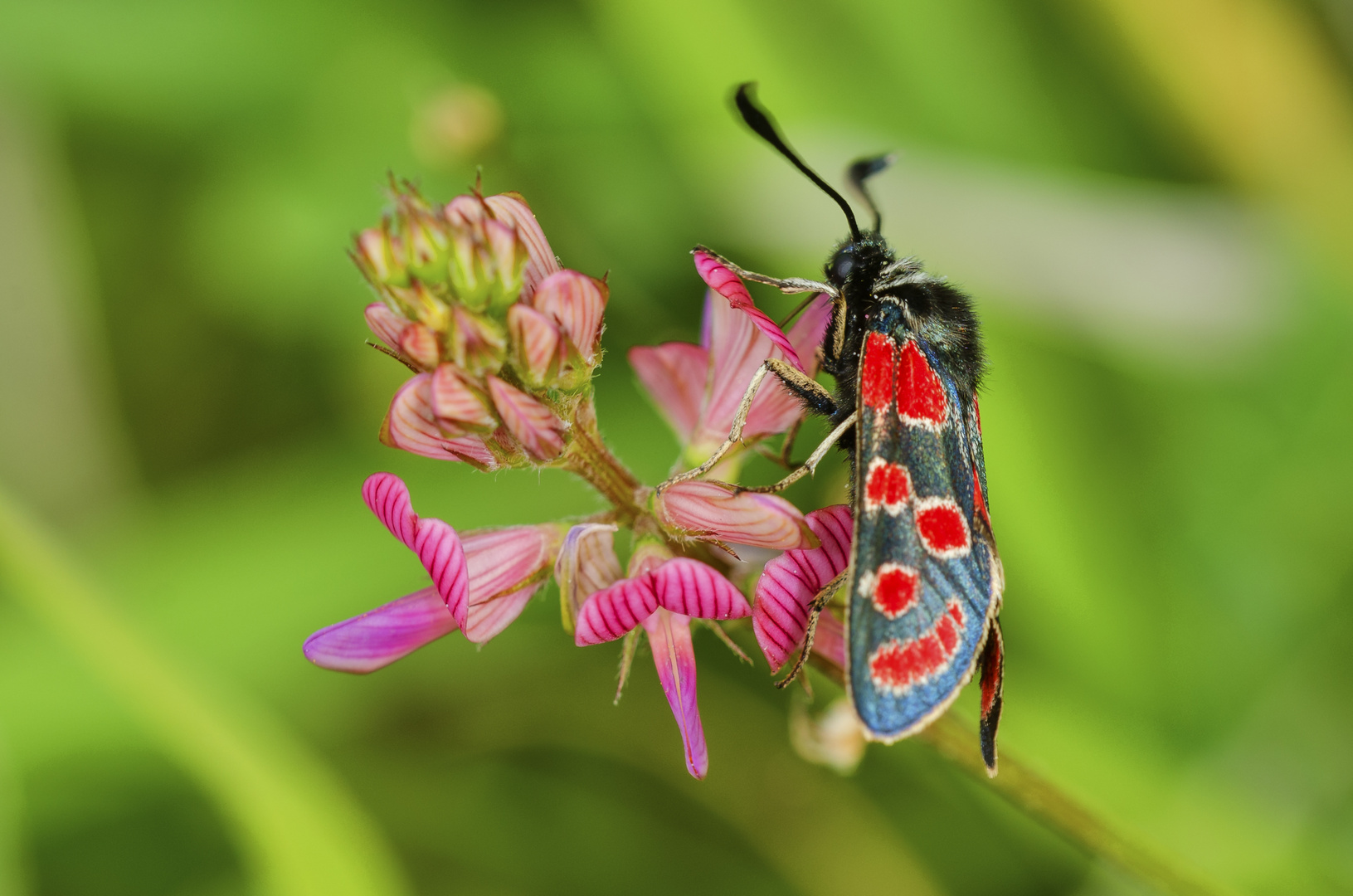 Esparsetten-Widderchen (Zygaena carniolica)