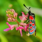 Esparsetten-Widderchen (Zygaena carniolica)