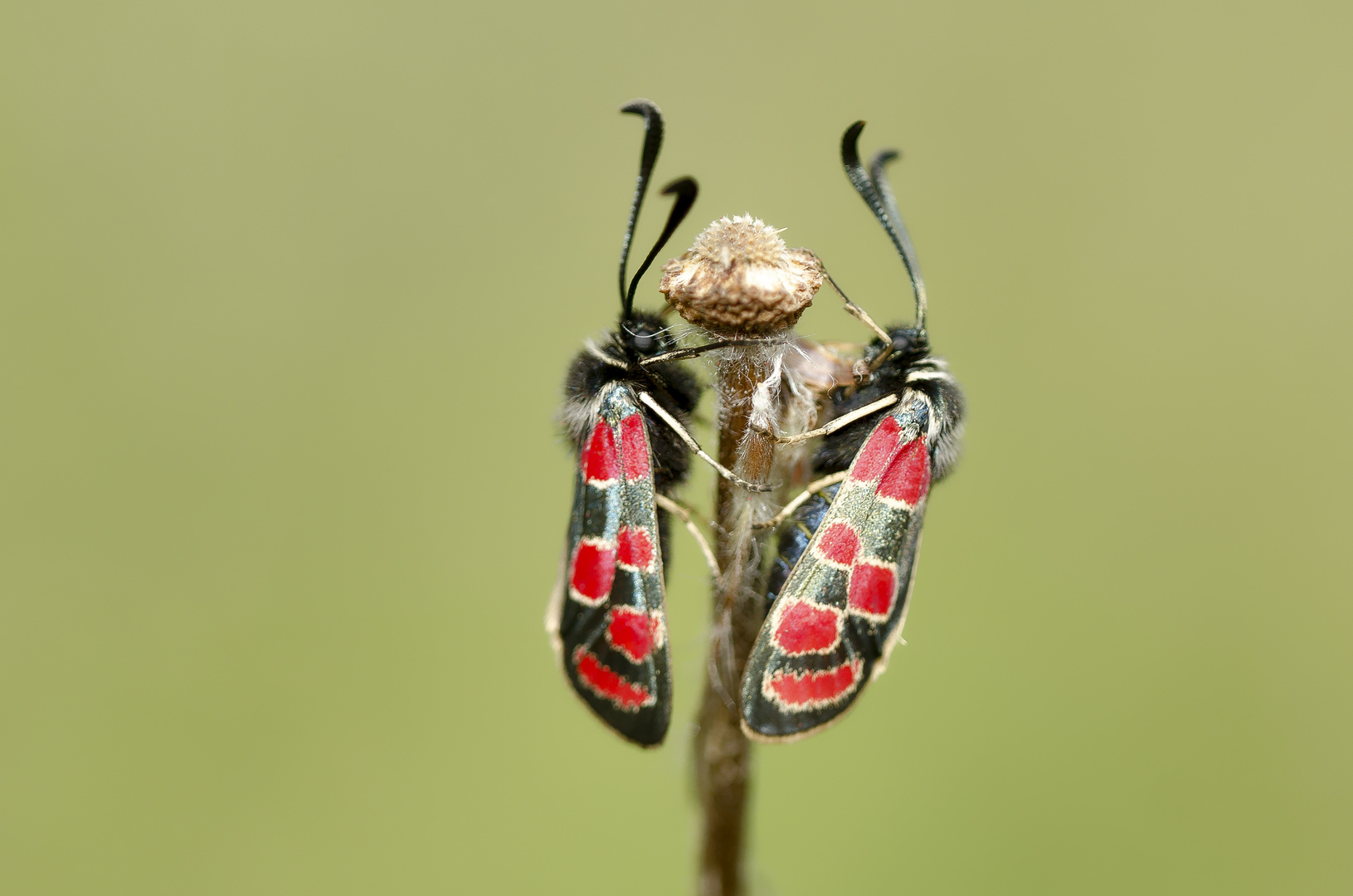 Esparsetten-Widderchen (Zygaena carniolica)