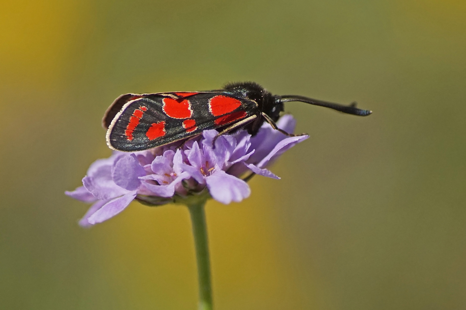 Esparsetten-Widderchen (Zygaena carniolica)