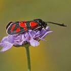 Esparsetten-Widderchen (Zygaena carniolica)