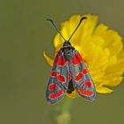 Esparsetten-Widderchen (Zygaena carniolica)