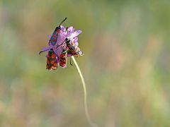 Esparsetten-Widderchen, (Zygaena carniolica) 