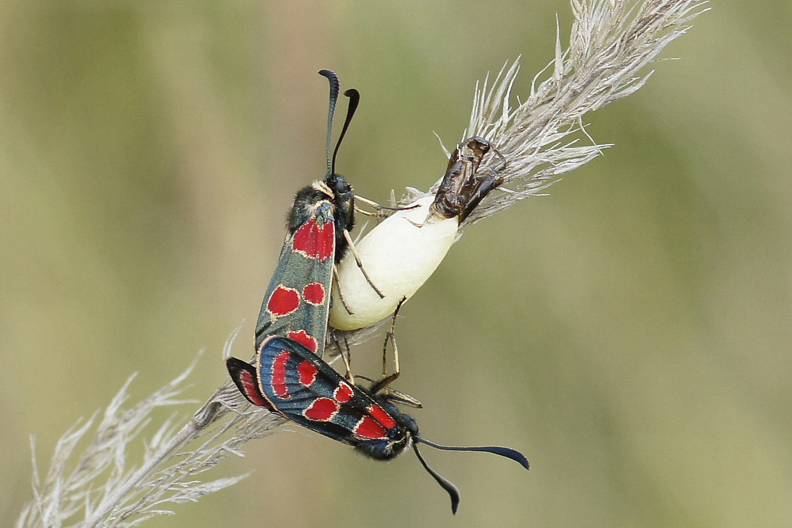 Esparsetten-Widderchen (Zygaena carniolica)