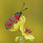 Esparsetten-Widderchen (Zygaena carniolica)