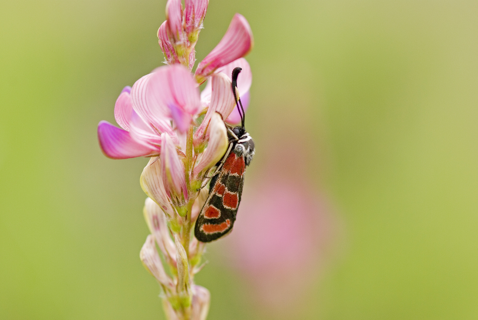 Esparsetten-Widderchen (Zygaena carniolica)