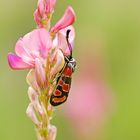 Esparsetten-Widderchen (Zygaena carniolica)