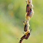 Esparsetten-Widderchen  (Zygaena carniolica) 