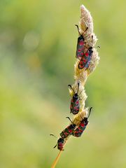 Esparsetten-Widderchen  (Zygaena carniolica) 