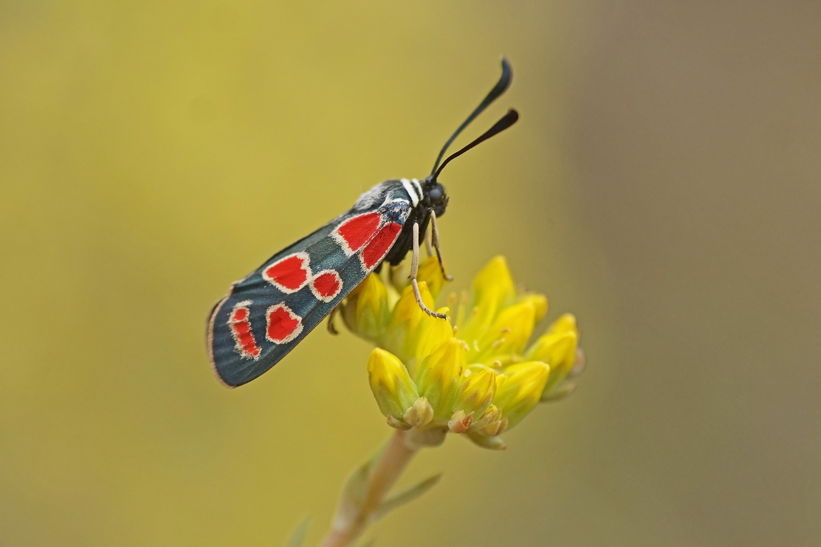 Esparsetten-Widderchen (Zygaena carniolica)