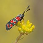 Esparsetten-Widderchen (Zygaena carniolica)