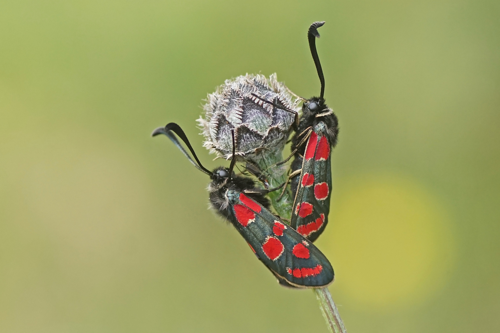 Esparsetten-Widderchen (Zygaena carniolica)