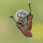 Esparsetten-Widderchen (Zygaena carniolica)